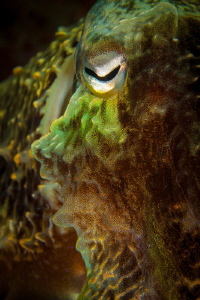 Cuttlefish face by Steven Miller 